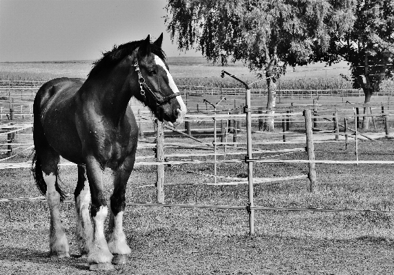 Foto Bianco e nero
 prato
 animale cavallo