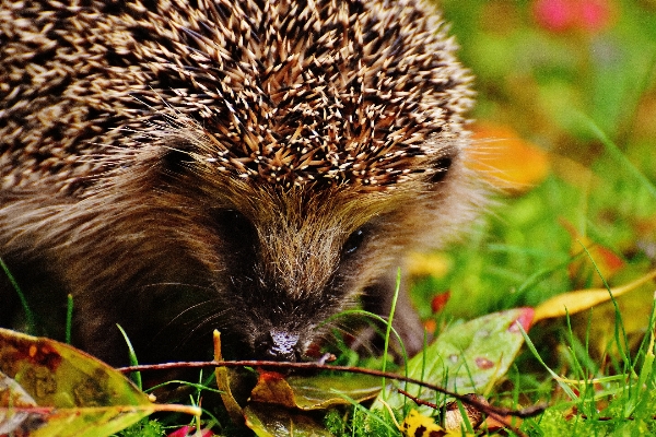 Nature prickly animal cute Photo