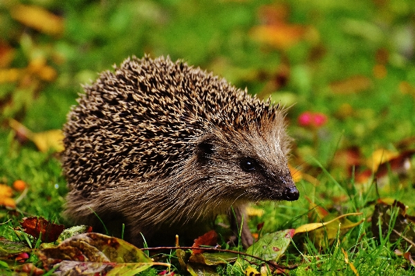 Nature prickly animal cute Photo