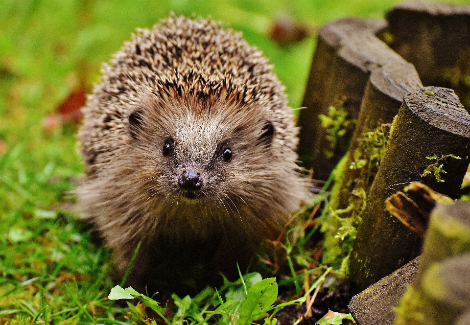 Nature prickly animal cute