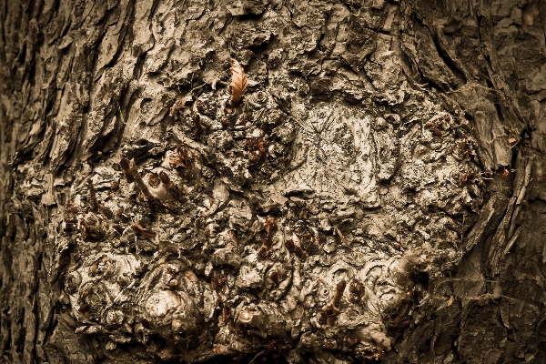 Tree nature forest rock Photo