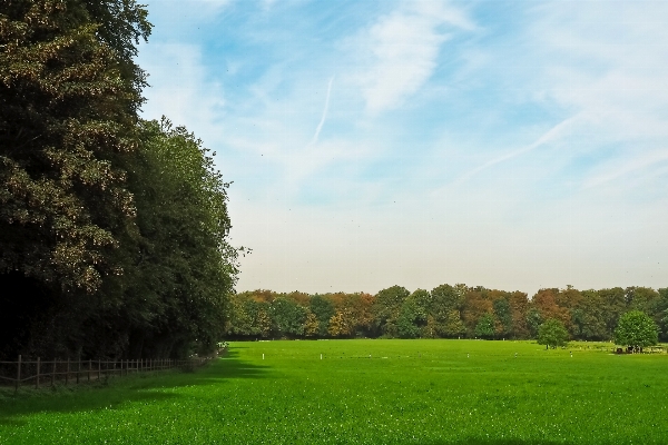 Landscape tree nature forest Photo