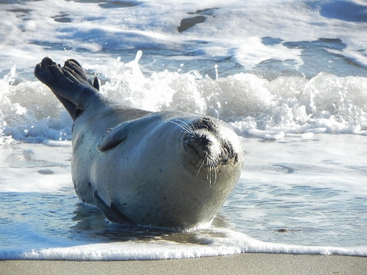 Beach sea water nature Photo