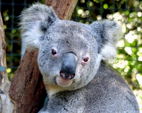 Foto árvore animal bonitinho olhando