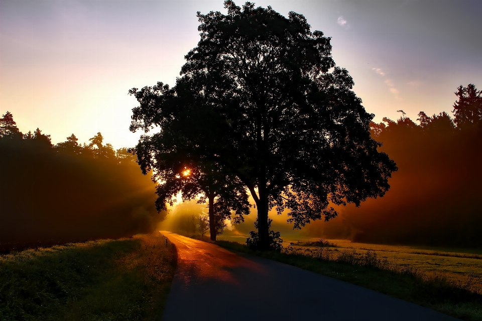 Landscape tree nature forest