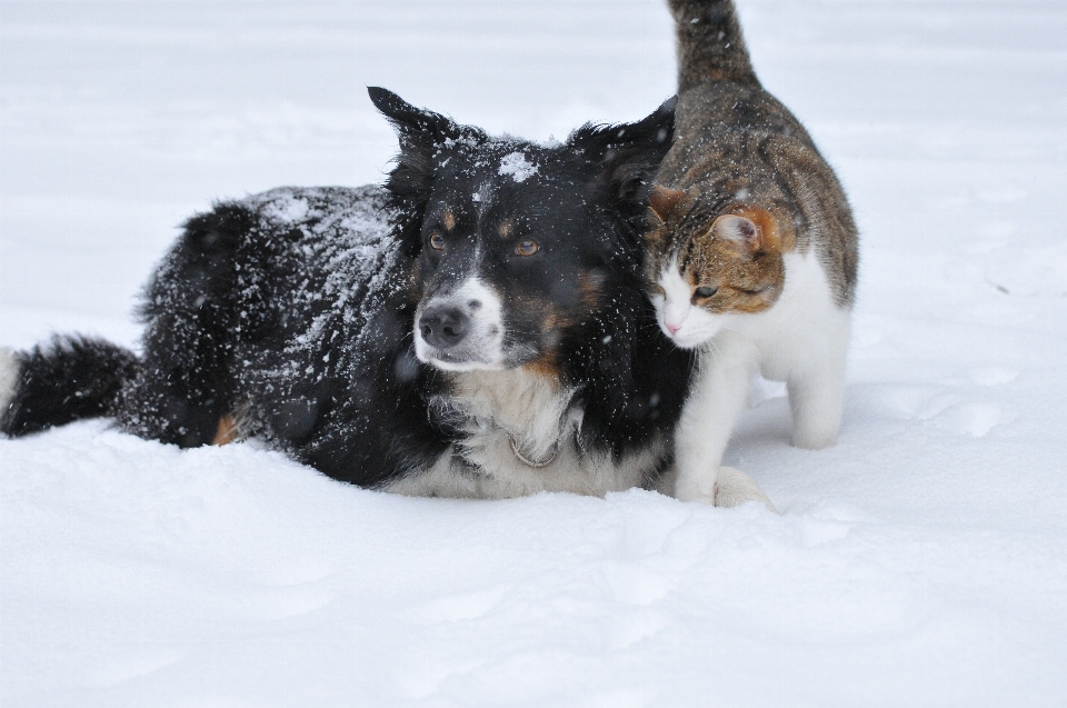 雪 冬 甘い 犬