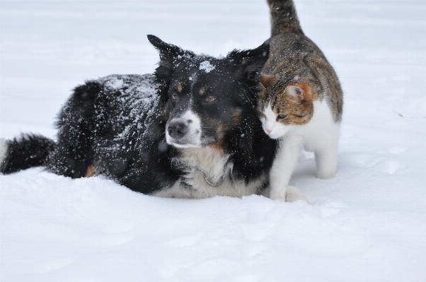 Foto Salju musim dingin manis anjing