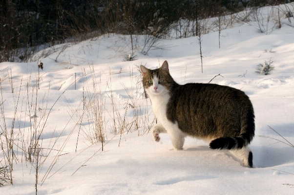 Foto Nevicare inverno animale gatto