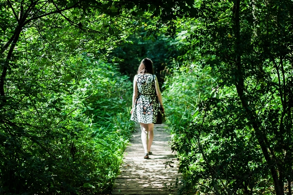 Foto Albero natura foresta a piedi