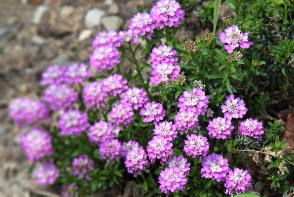 Nature plant flower petal Photo