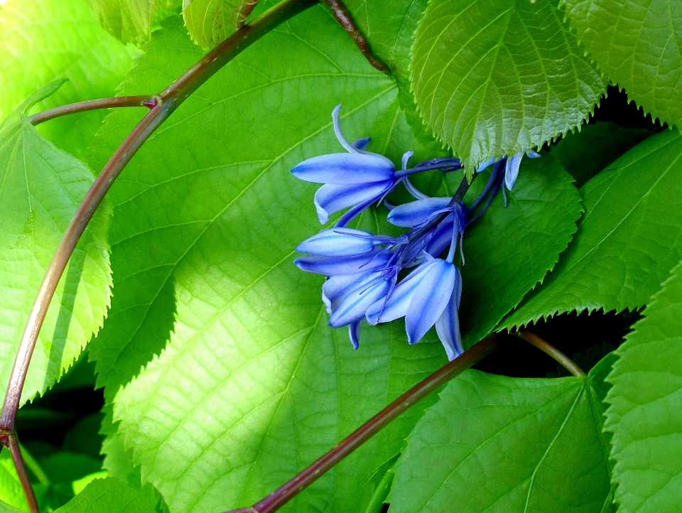 Nature plant leaf flower