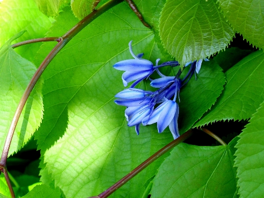 Nature plant leaf flower Photo