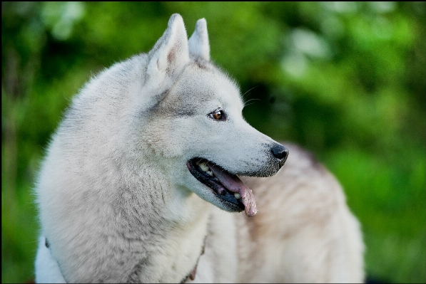 Winter dog animal wild Photo