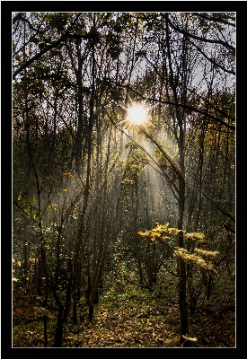 Tree nature forest wilderness Photo