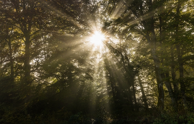 Landscape tree nature forest Photo