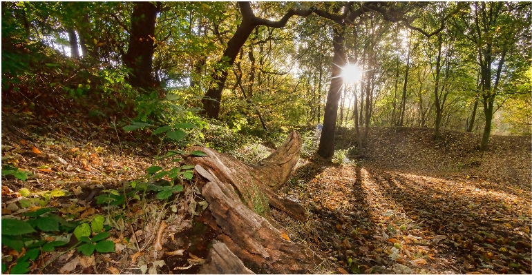 Tree forest wilderness sunshine Photo