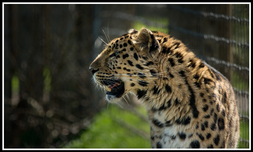 Sharp 動物 野生動物 動物園