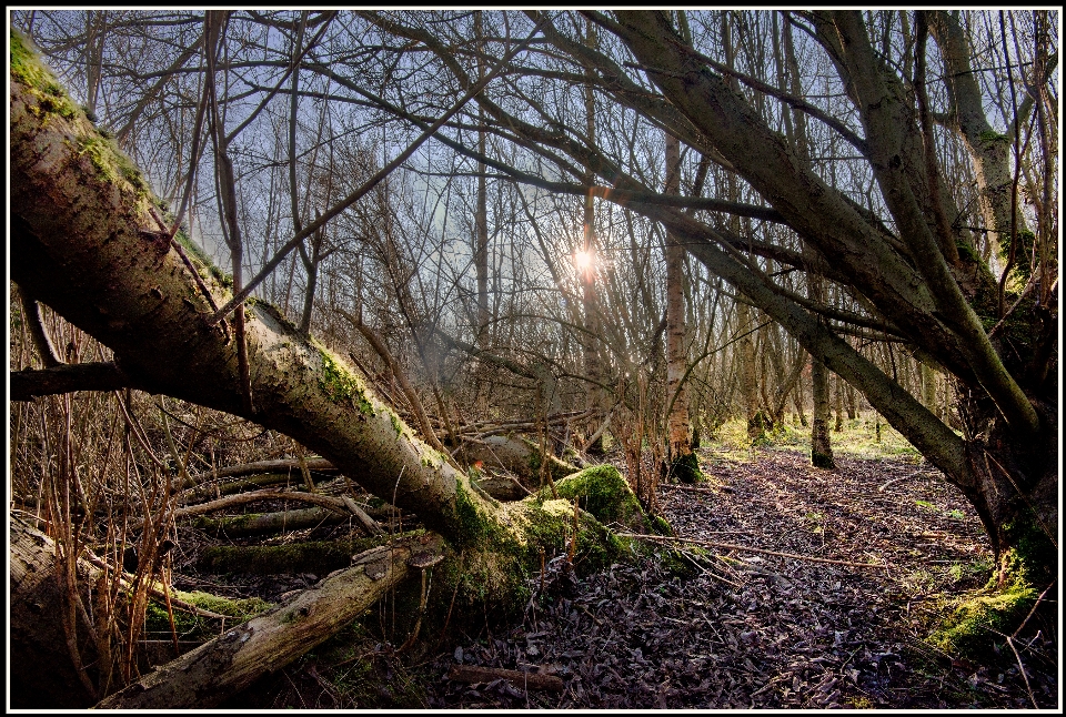 Tree nature forest grass