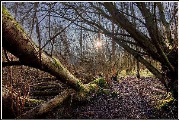 Tree nature forest grass Photo