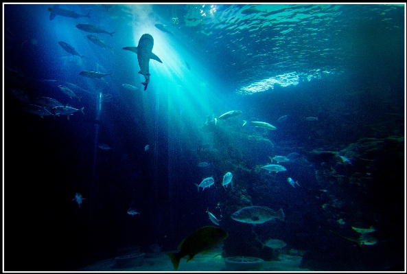 Sonnenlicht unter wasser zoo biologie Foto