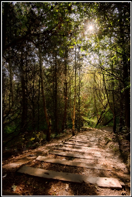 Pohon alam hutan jalur