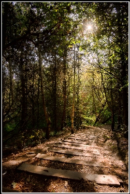 Tree nature forest path Photo