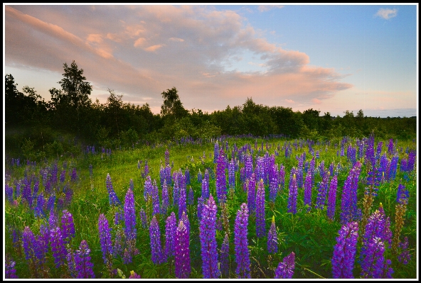 Landscape nature grass plant Photo