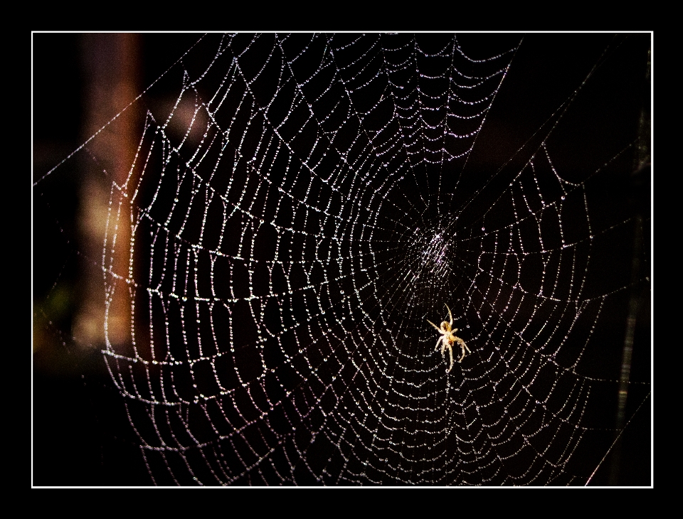 Alam embun bokeh
 pagar