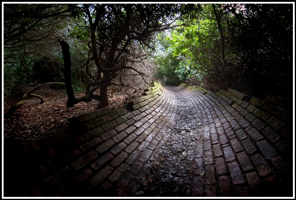 Orman fotoğrafçılık güneş ışığı park