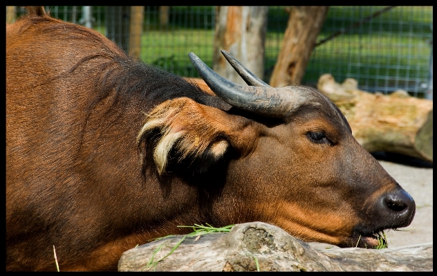 Zdjęcie Dzikiej przyrody ogród zoologiczny klakson ssak