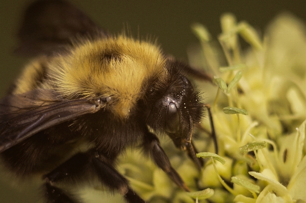 Nature wing bokeh photography Photo