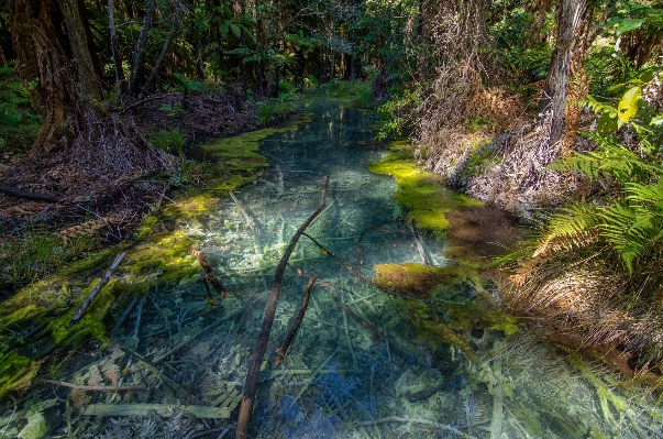 Forest creek swamp wilderness Photo