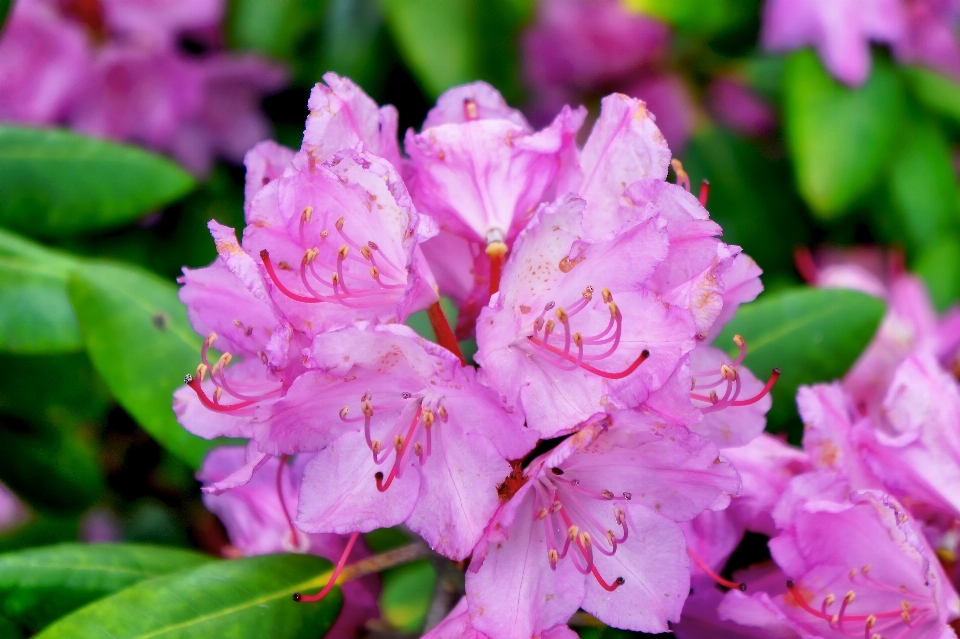 Blossom plant flower petal