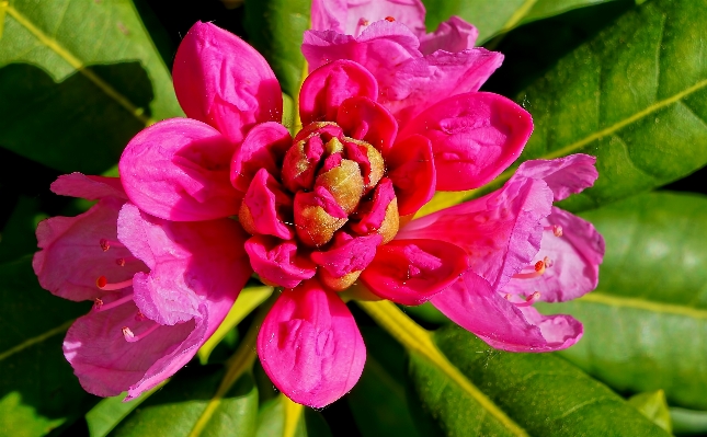 Blossom plant photography leaf Photo