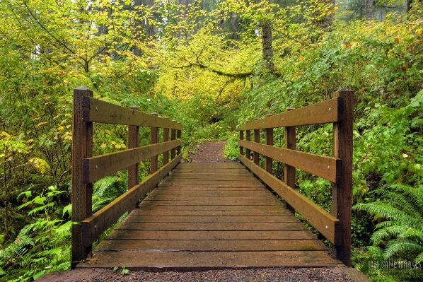 Tree nature forest trail Photo