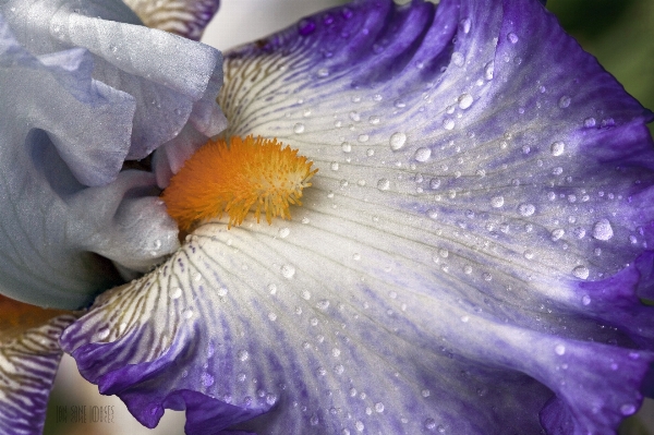 Blossom plant camera photography Photo