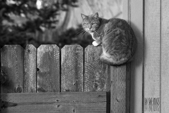 Photo Clôture noir et blanc
 blanc caméra