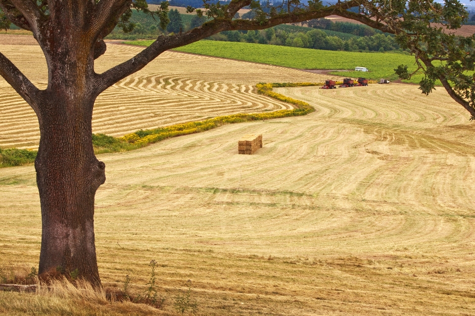 Paysage arbre usine bois