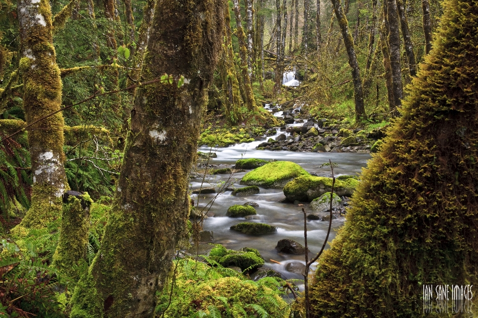 árvore natureza floresta riacho
