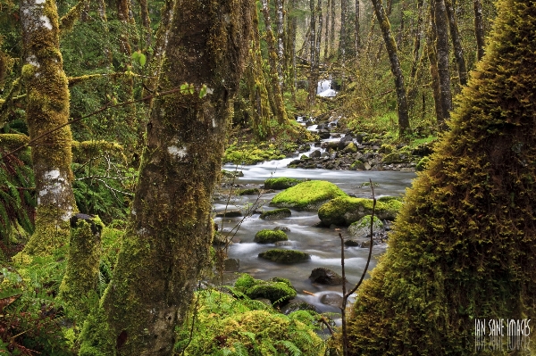 Tree nature forest creek Photo