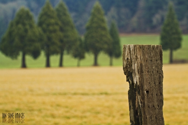 Landscape tree nature grass Photo