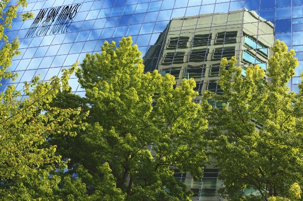 Tree architecture plant street Photo