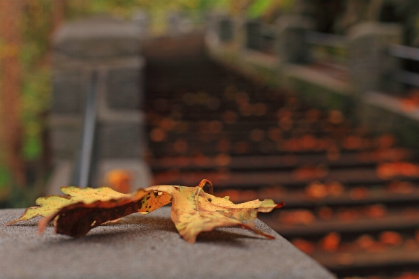 Bokeh wood trail leaf Photo