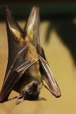 Wing fruit zoo hanger Photo