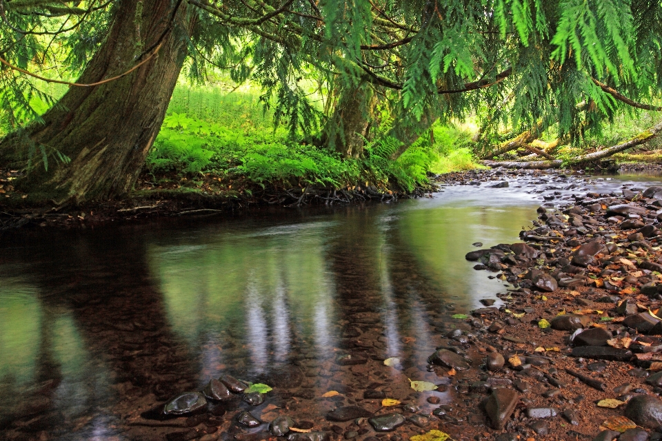 Arbre eau nature forêt