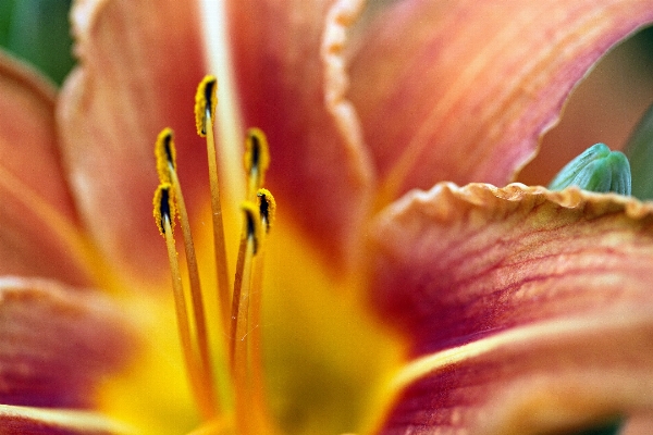 Blossom plant photography leaf Photo