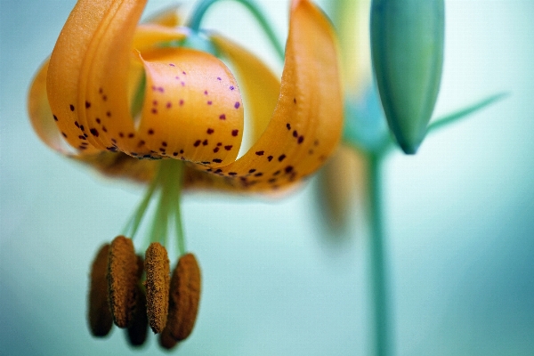 Plant photography leaf flower Photo