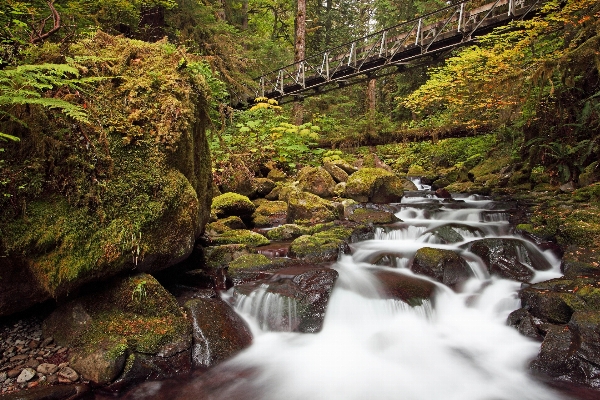 Landscape tree water nature Photo