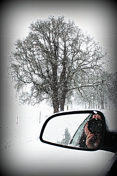 Arbre neige hiver lumière