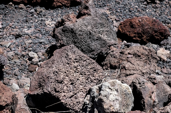 Rock flower soil italy Photo